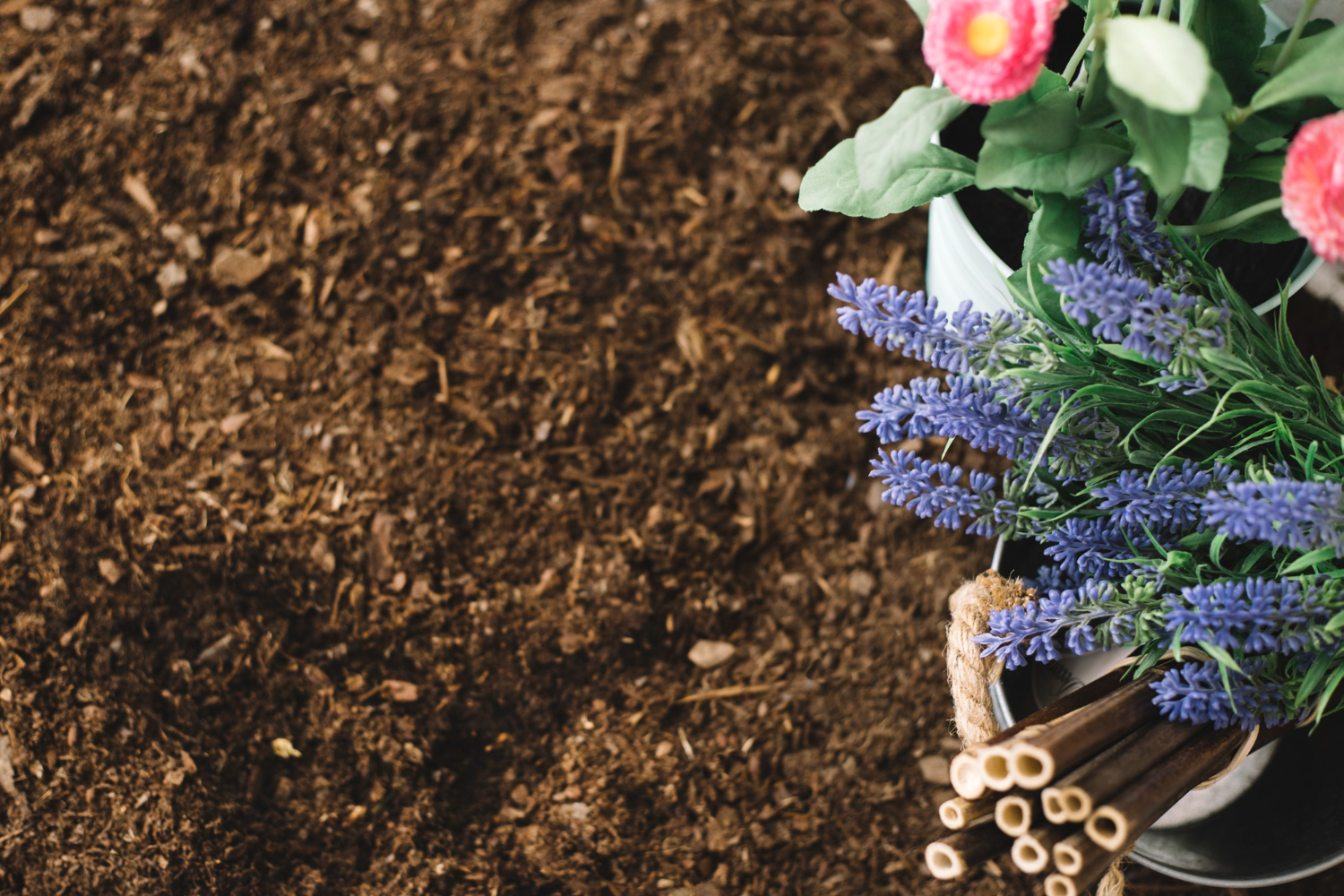 Plants and Mulch