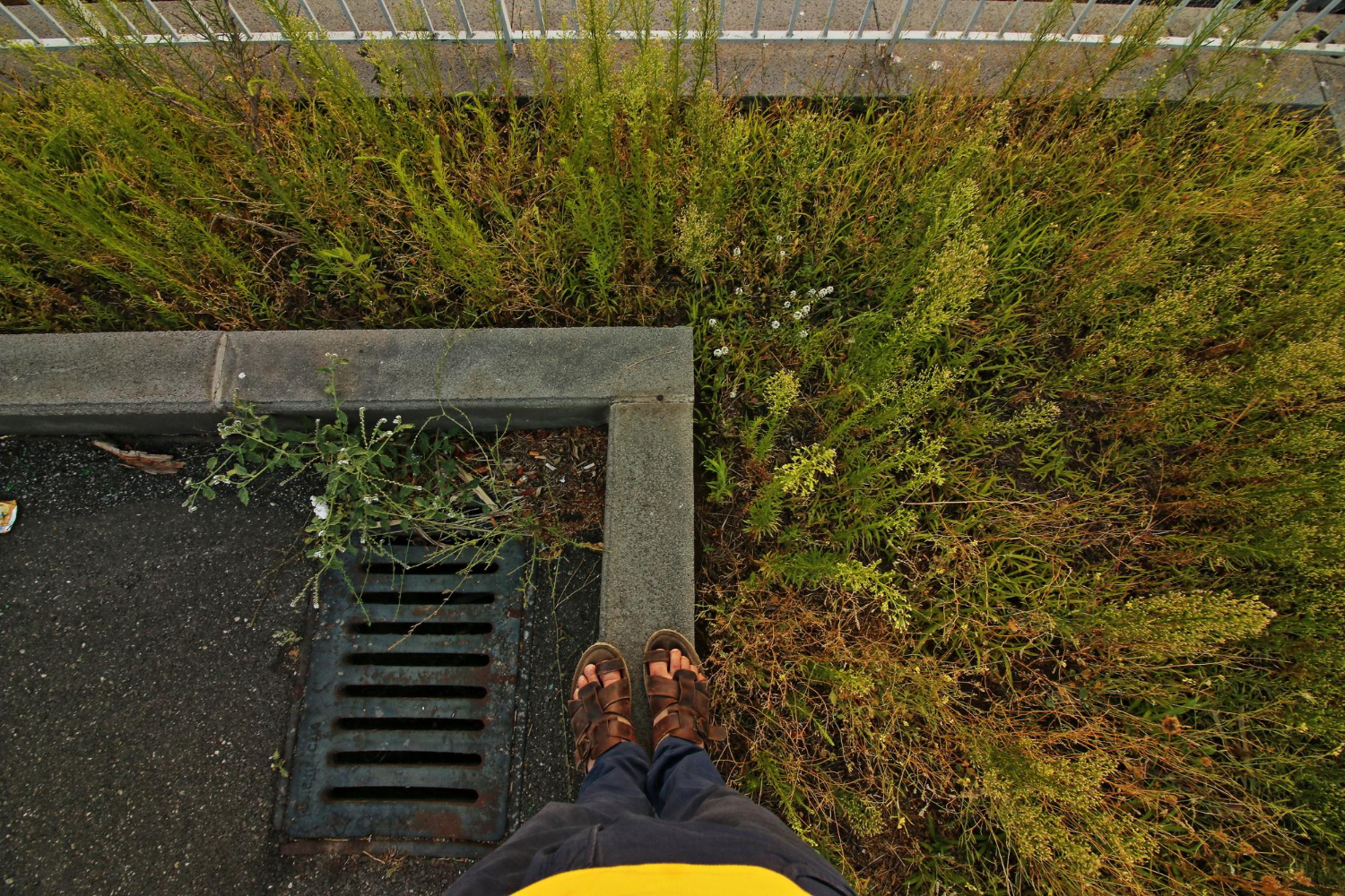 Post-Storm Yard Drainage