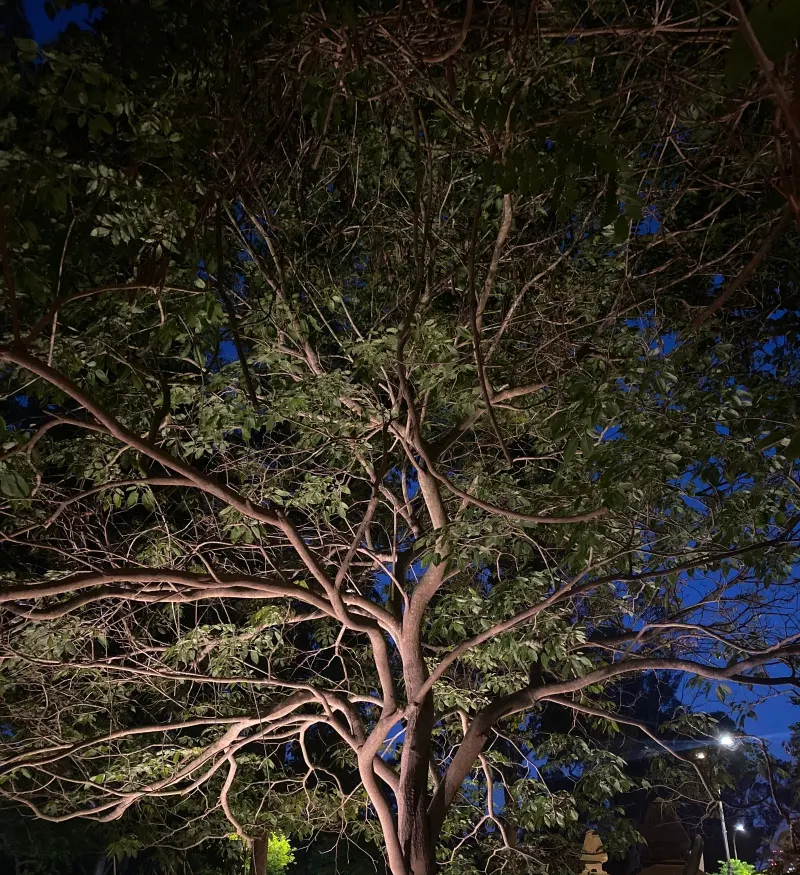 Uplighting illuminating the branches of a mature tree at night